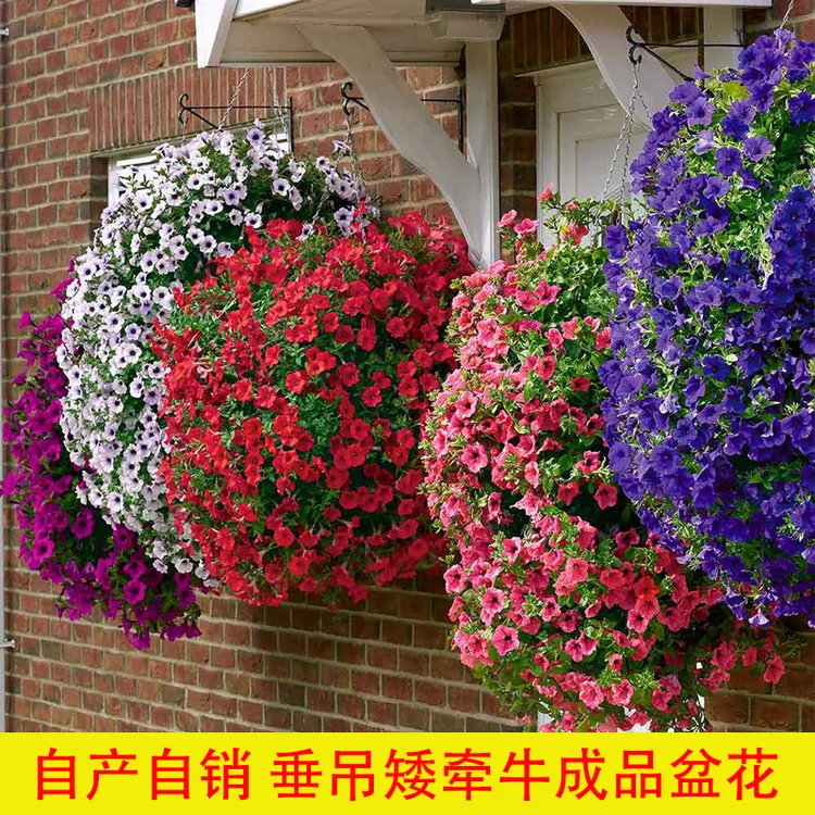 果果的花改良吊篮超级重瓣矮牵牛花苗盆栽带花矮牛种子室内外四季