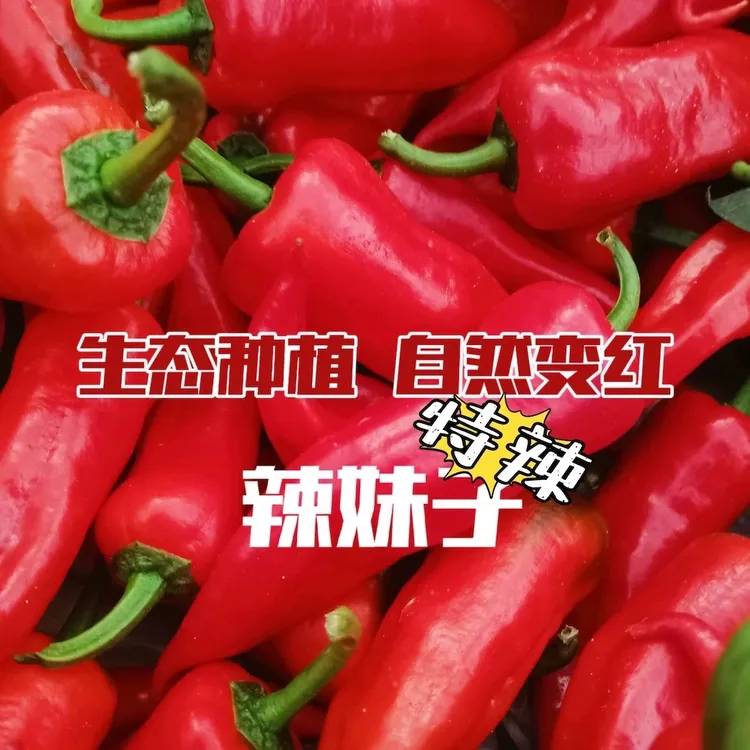 东北辣妹子辣椒新鲜自然红薄皮辣妹子特辣超级辣适合做辣椒酱剁椒