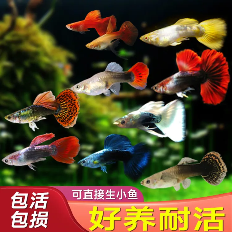 孔雀鱼活体热带鱼小型鱼苗观赏鱼胎生淡水好养耐养宠物凤尾群游鱼