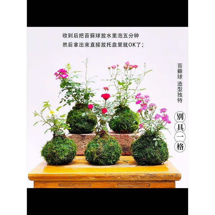 懒人水培苔藓球小盆栽带花苞四季开花迷你超微型月季玫瑰姬阳台
