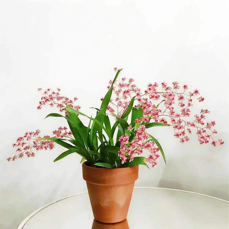 带花苞浓香型文心兰带盆栽好梦香兰高品质花卉奶香跳舞兰网红梦香
