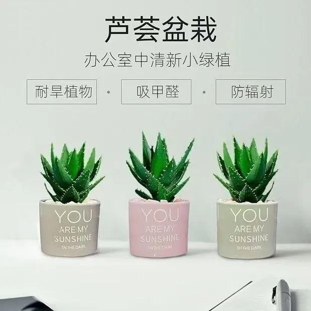 芦荟盆栽植物多肉懒人花好养客厅花卉办公室绿植室内吸甲醛防辐射