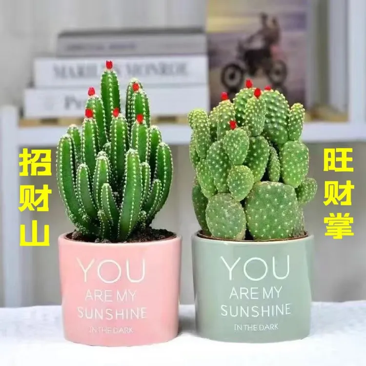 仙人掌万重山多肉植物盆栽花卉客厅好养室内办公室绿植桌面吸甲醛
