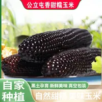 公立屯黑糯玉米10根装25年新鲜采摘头茬东北粘苞米颗粒饱满