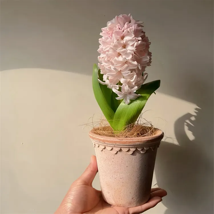 水培植物耐寒风信子种球水培风信子冬季开花进口水培套餐室内室外