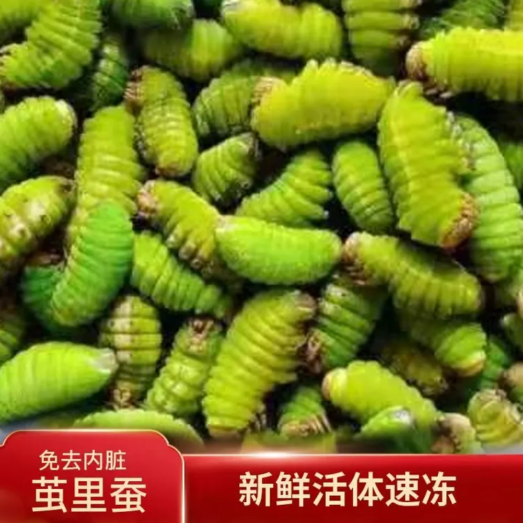 茧里蚕 无需处理 新鲜速冻 东北特产大青蚕