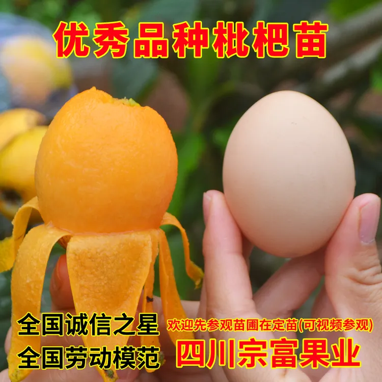 全国劳模基地直发新品种包对版不包活阳台水果树苗黄柏金桔树苗