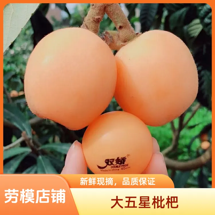 【大五星枇杷】苗圃大五星瓜果柿子枇杷苗品种阳台柿子树枇杷树苗