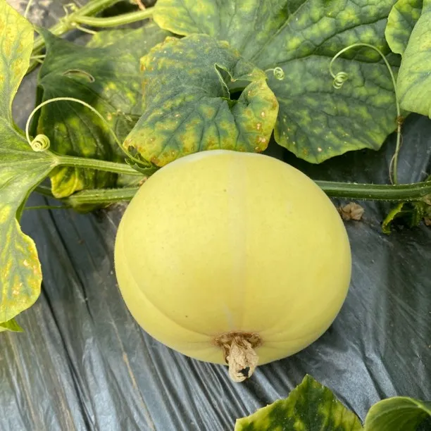 顺丰包邮山东济宁头茬早甜脆甜瓜带箱五斤装