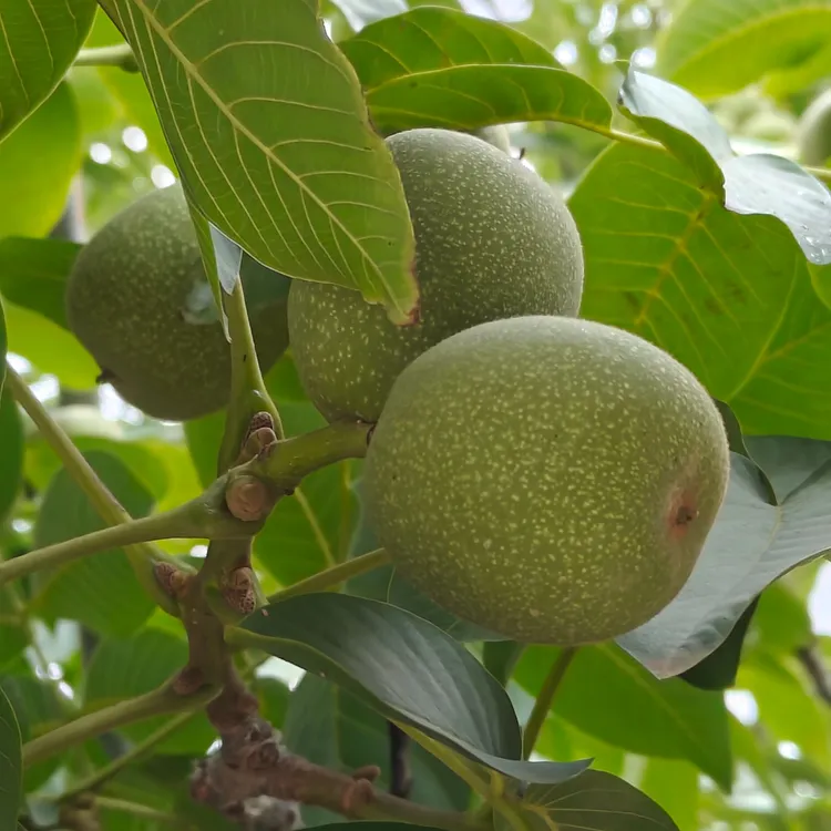 甘肃天水青皮大核桃5带箱5斤装青皮脆桃