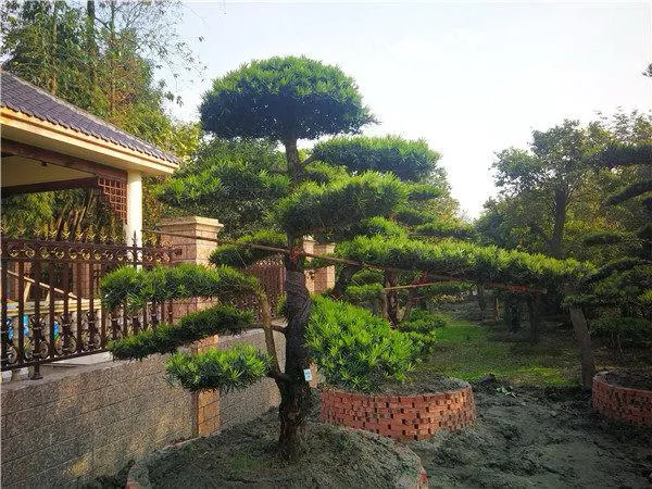 小叶罗汉松罗汉松盆景四季常青庭院绿化造型树耐寒一物一拍