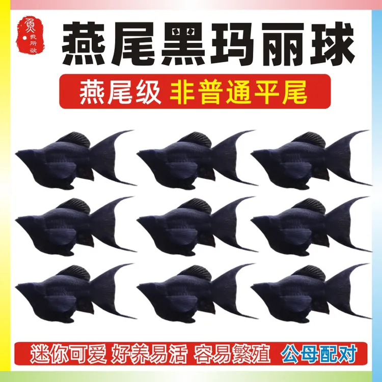 燕尾黑玛丽球鱼高帆金玛丽球皮球鱼小型热带胎生鱼银玛丽下崽狂魔