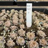 贵货精品多肉一整盒（QF 1451）