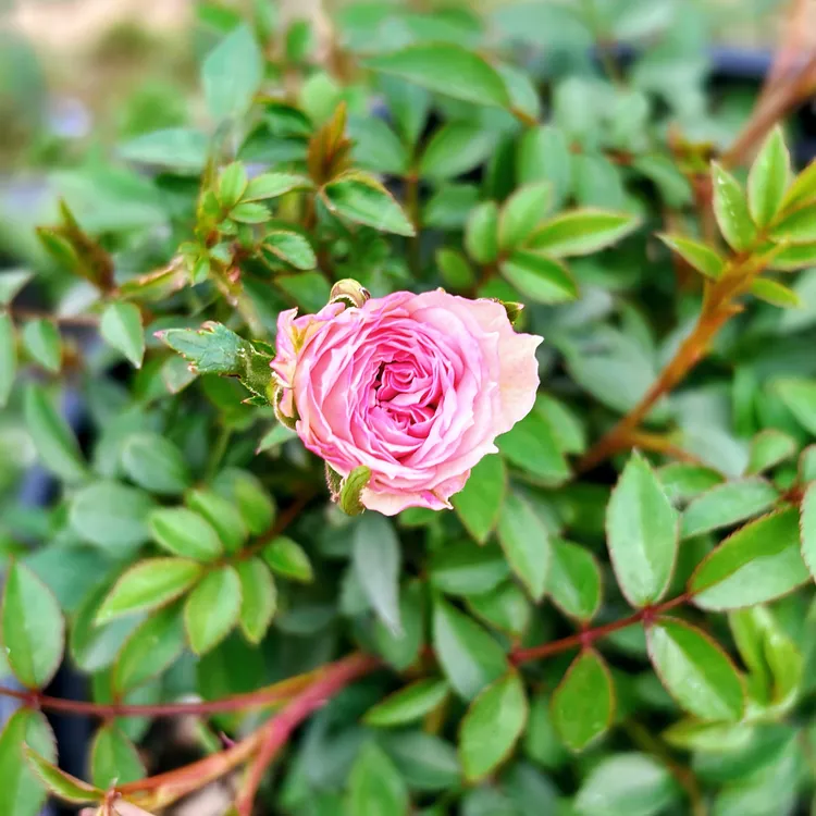 微月微型月季灰姑娘新品种超微月季花提根盆景造型月季花好养护