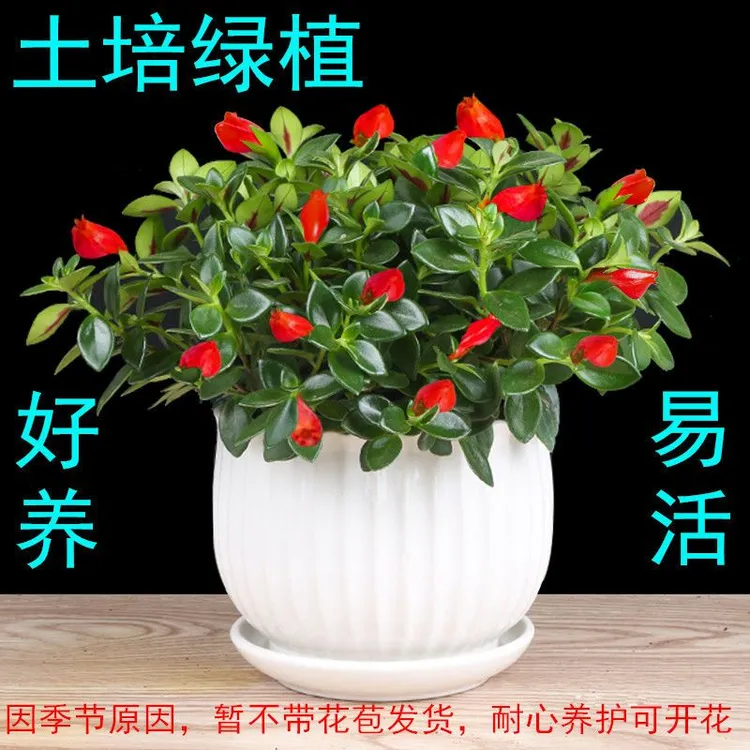 基地直发植物金鱼花吊兰金鱼花盆栽金鱼花带花苞室内四季绿植花卉