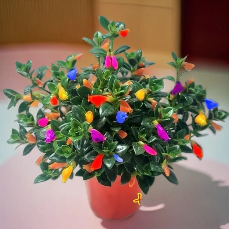 新品混色金鱼花吊兰基地批发室内外盆栽四季开花花卉绿植精美花卉