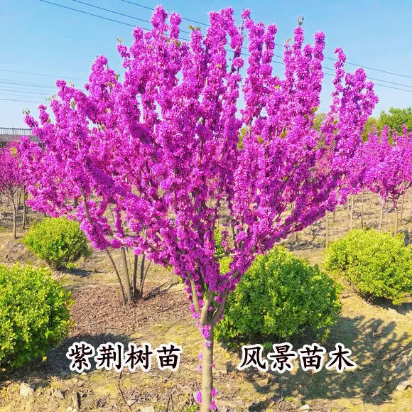 紫荆花树苗盆栽四季开花紫荆树苗浓香型花卉绿植庭院行道大型植物