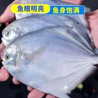 【顺丰冷链】舟山热气大白鲳5-6条每斤 到手3斤 （18条以内）