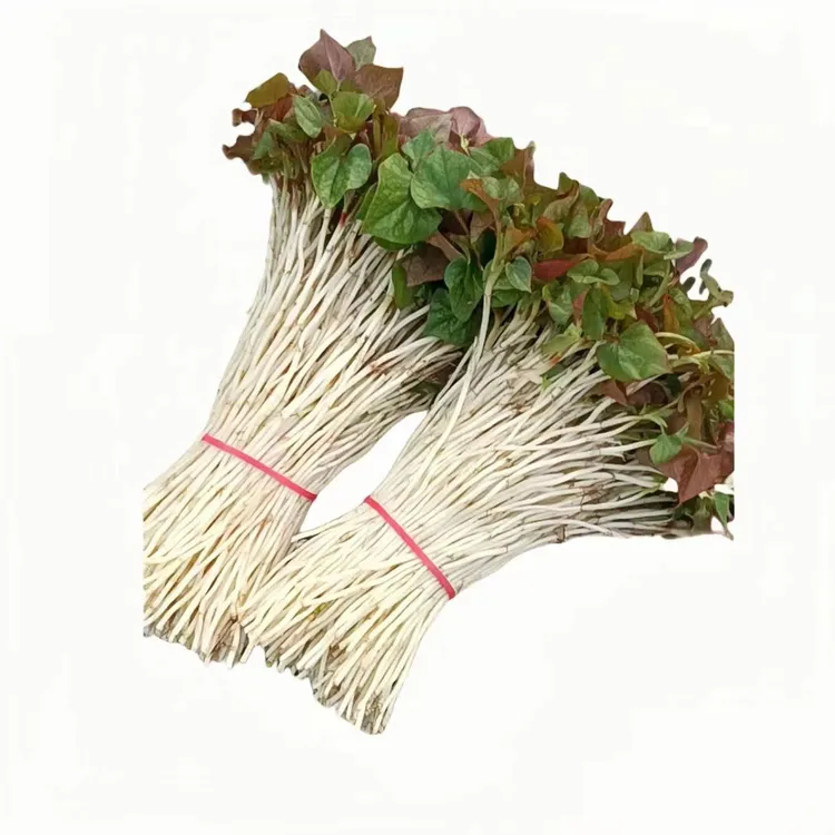 新鲜脆嫩包赔清脆爽口四川特产折耳根当季精品嫩芽自然美味产品