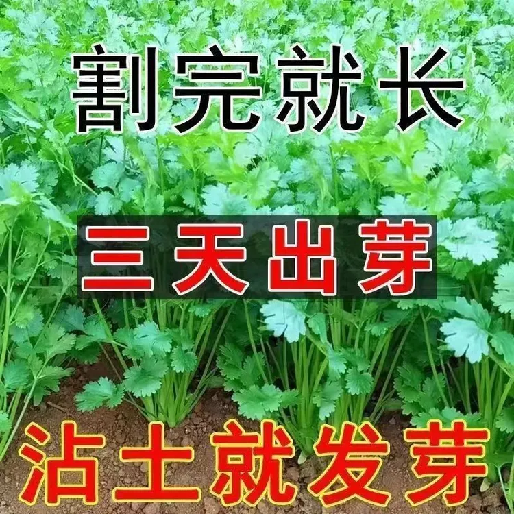 四季香菜庭院盆栽均可种植