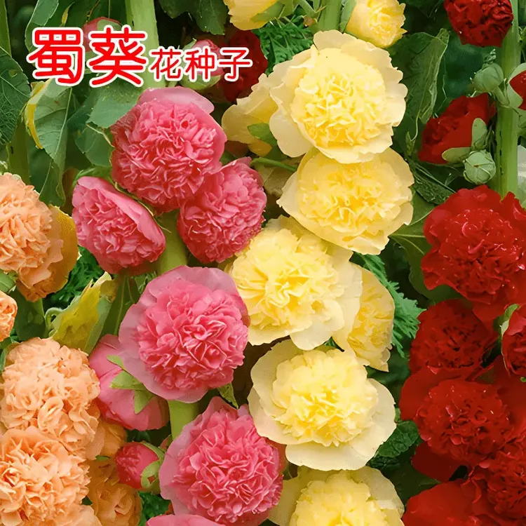 【蜀葵花种子】混色一丈红重瓣蜀葵种子室外庭院多年生四季花籽