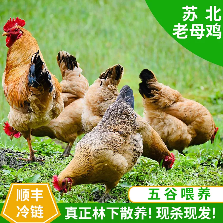 苏北黄油老母鸡净重2斤/只农村散养土鸡新鲜现杀自律现发