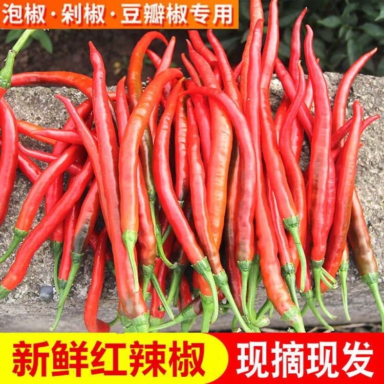 红二荆条新鲜红辣椒红线椒可做剁椒酱泡椒1/3/5/9斤