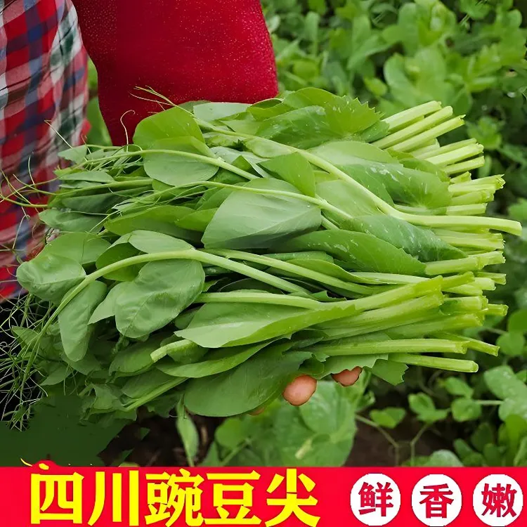 【张口鲜】四川新鲜豌豆尖豌豆苗应季蔬菜半斤/1/2/3/4斤包邮