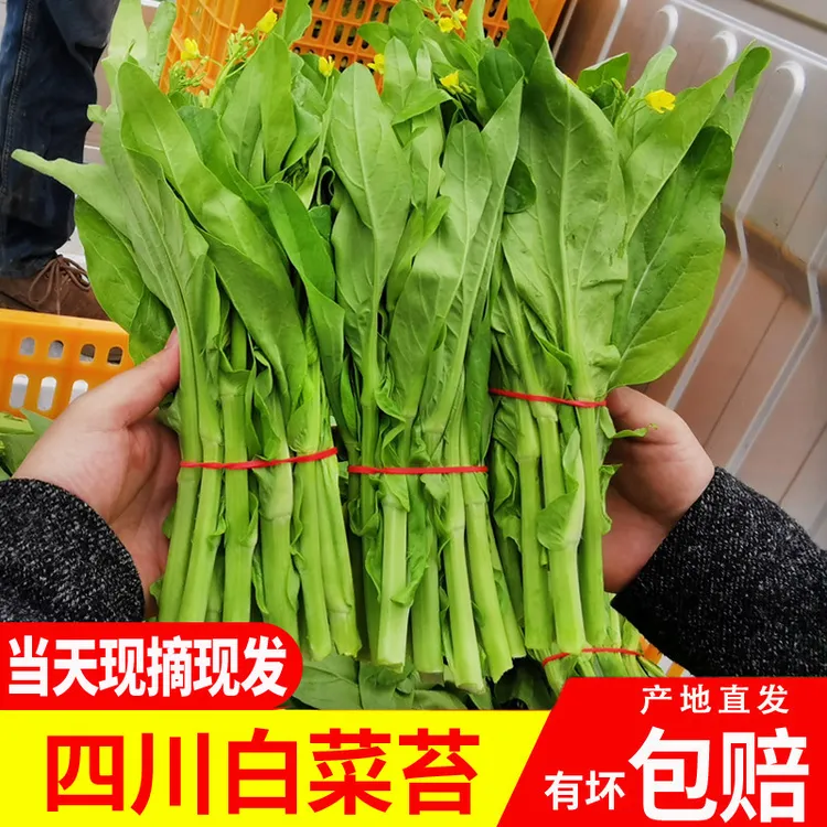 【张口鲜】四川新鲜白菜苔 现摘现发 有坏包赔1/3/5斤包邮