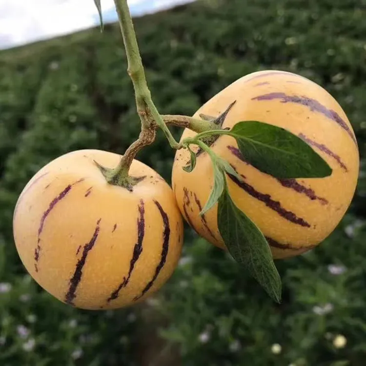 【云果滇香】云南石林人参果自然熟黄肉圆果清甜多汁