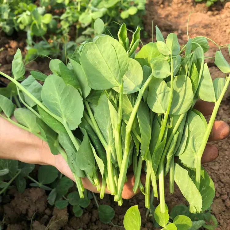 四川豌豆尖豌豆苗时令蔬菜农家自种当季小菜1斤起
