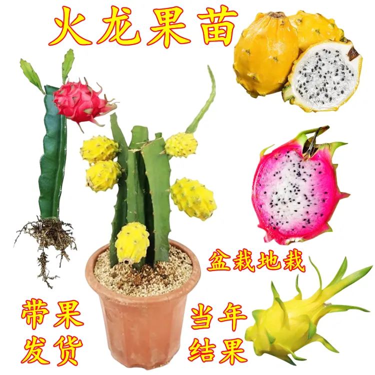 燕窝火龙果苗当年结果红心火龙果树苗四季结果南北方阳台盆栽耐寒