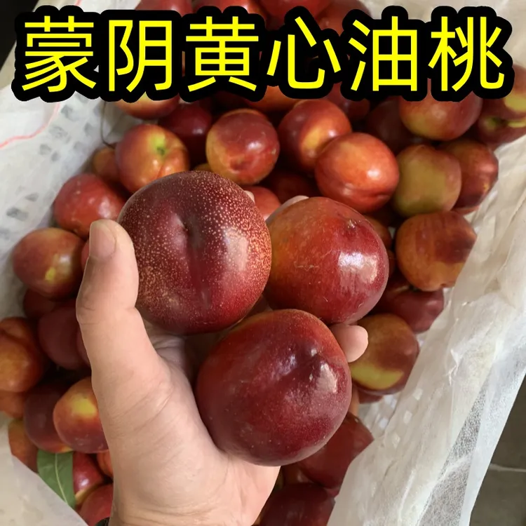 【夏日尝鲜】正宗蒙阴黄心大油桃脆甜麻点油桃新鲜当季水果现摘桃子