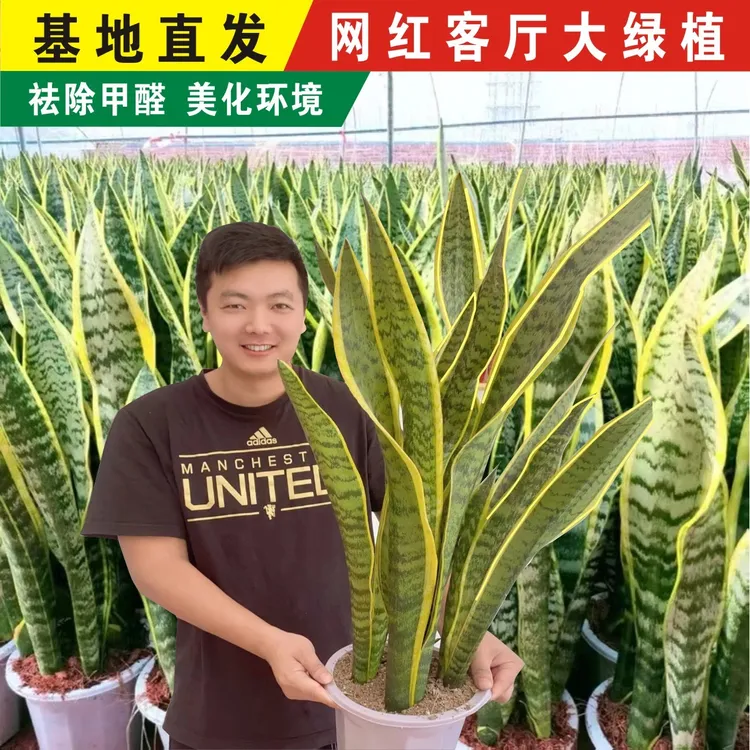 金边银麦虎皮兰盆栽办公室内易活颜色客厅绿植净化空气吸甲醛盆栽