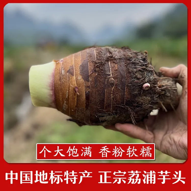 广西荔浦芋头新鲜现挖粉糯香芋槟榔芋紫藤芋毛芋农家当季蔬菜包邮
