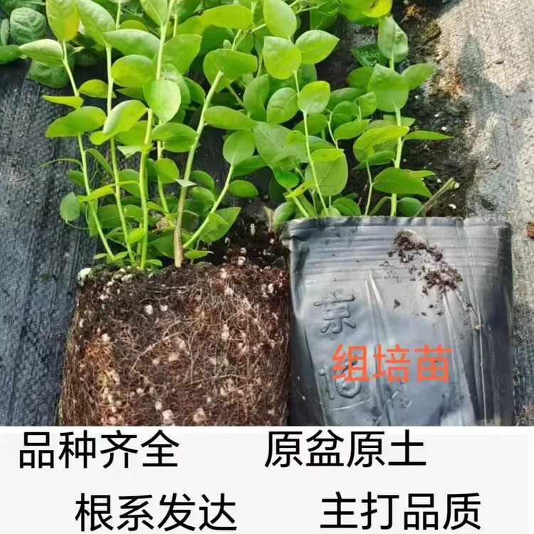 【品种齐全】组培苗  脆甜 大 果 根系发达 南北方盆栽地栽均可