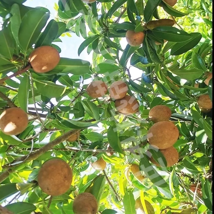 越南大果人心果嫁接苗