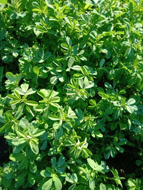 香豆子，产地新疆哈密巴里坤。