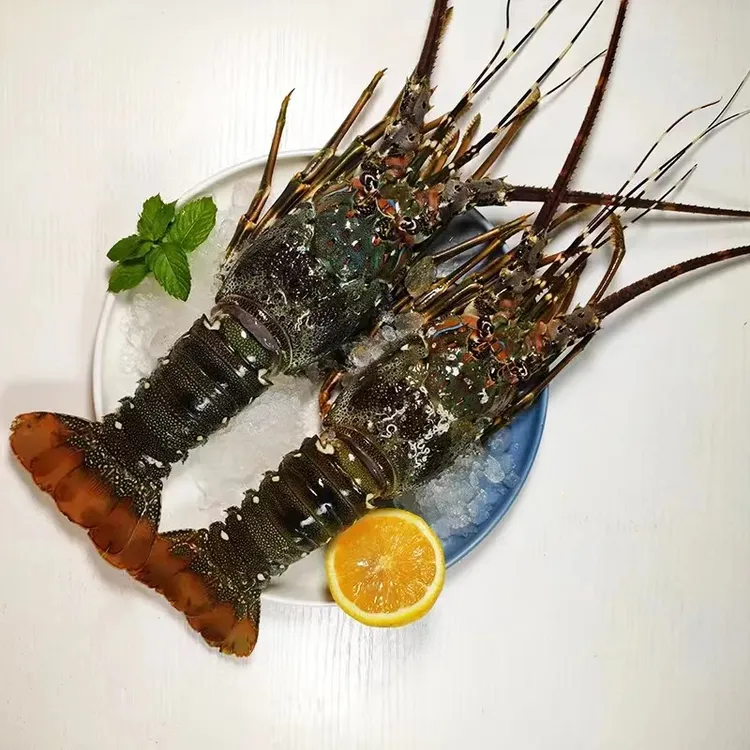 青龙5只-单只4/5两左右刺身，带锁鲜冰衣壳有海洋生物正常介意慎拍