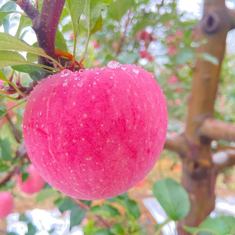【2025新果】延安红富士＜粉苹果＞8斤果农直发 老人小孩专属 