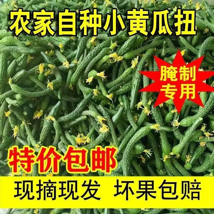腌咸菜拇指黄瓜扭迷你小青瓜带刺乳瓜手工腌制酱瓜脆嫩现摘现发