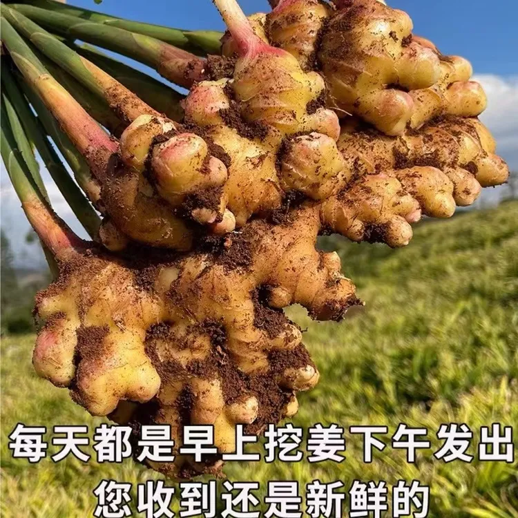 云南高原小黄姜生姜新鲜现挖美味浓郁土姜月子姜产地直发