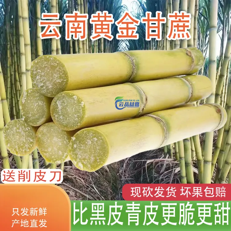 c云南黄金黄皮甘蔗农家现砍新鲜应季清甜多汁