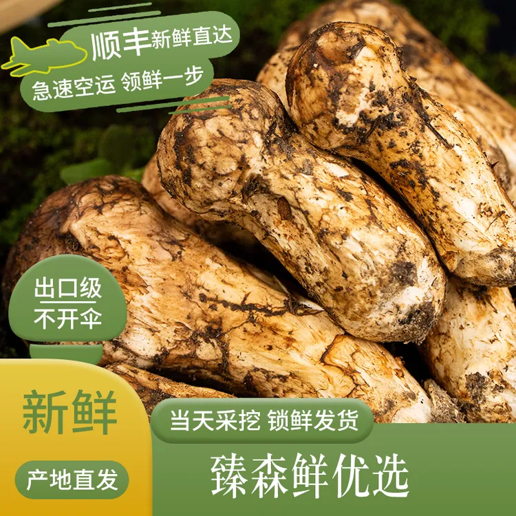 2025出口级新鲜松茸菌500g/1000g不开伞高原特产现采产地直达