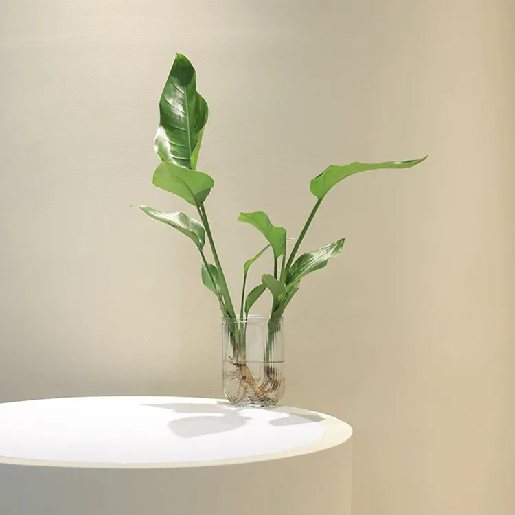水培天堂鸟植物大绿植盆栽四季常青水养花卉室内办公桌