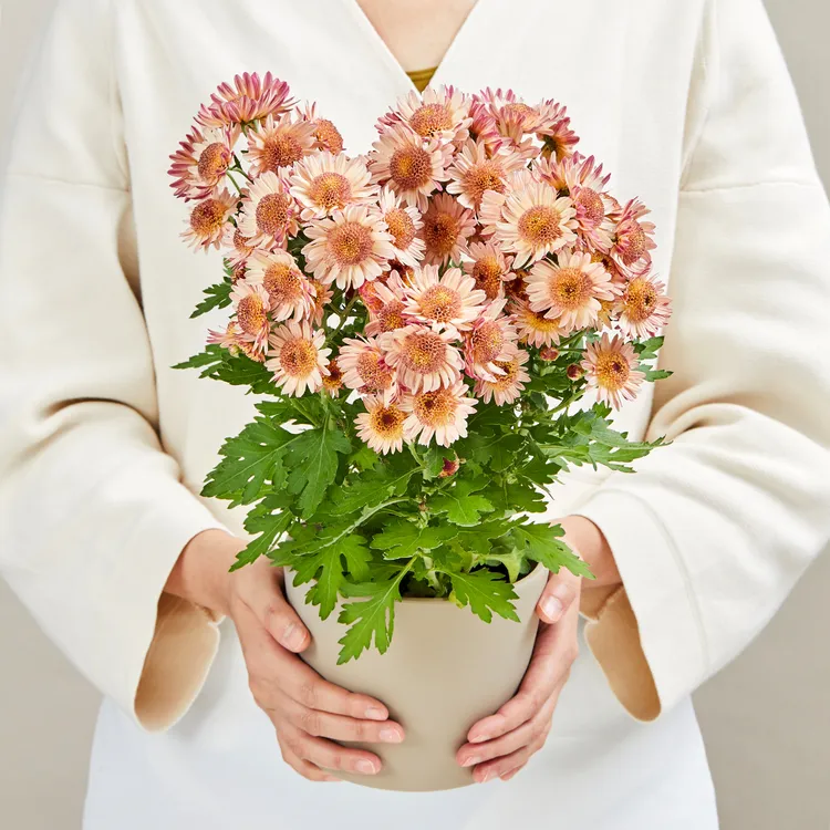 泡泡菊系列阳台庭院耐热耐寒花卉花量大夏季美观菊花