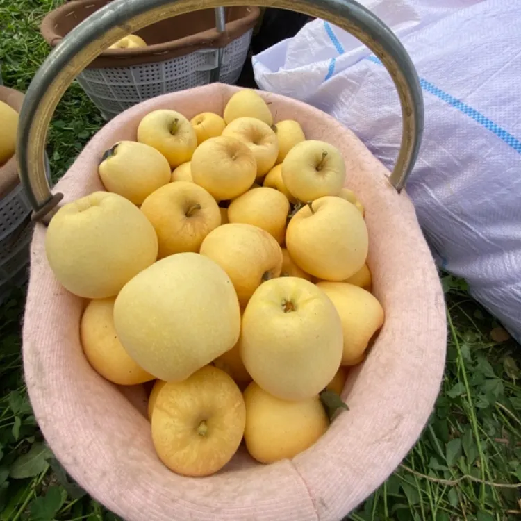 新疆沙漠黄金维纳斯苹果 酥脆香甜 阿克苏京东或陕西仓顺丰