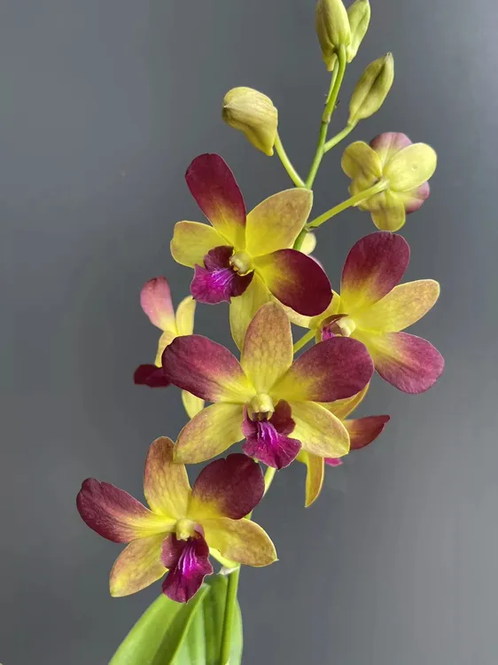 富贵/ 石斛兰开花漂亮好养 泰国品种/品种收藏