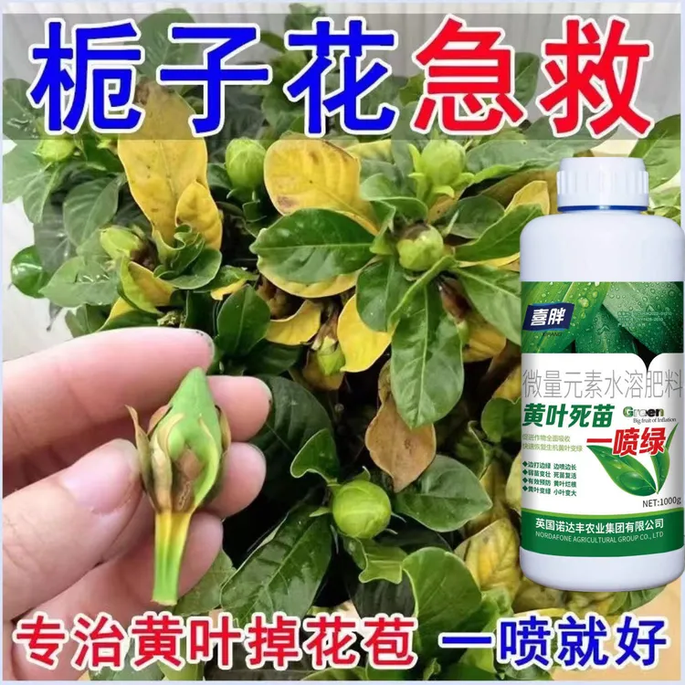 【专治掉苞】栀子花营养液防黄叶烂根生长缓慢掉花苞催开花专用肥