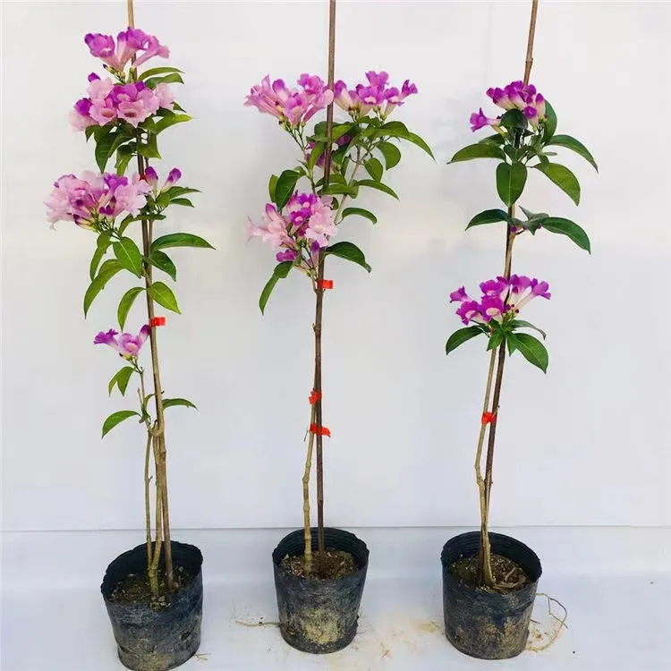 爬藤植物 蒜香藤花苗 紫铃藤 漂亮藤本花多好养庭院绿篱盆栽花卉